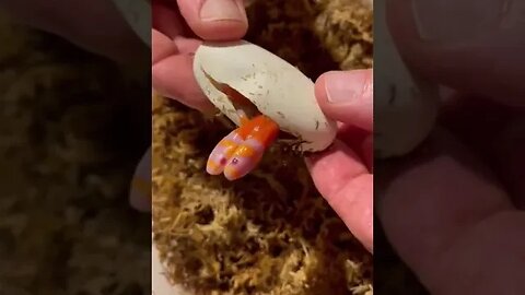 Incredible my friends hatching a healthy baby two headed albino snake 😳