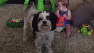 Dog teaches baby how to play the xylophone