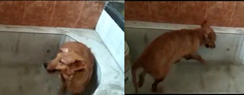 Leisurely luxurious bath of the dog- Fun In Water Tub