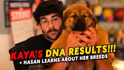 Hasanabi reacts to KAYA's DNA results TIBETAN MASTIFF? Kaya Breed videos