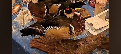 How to Airbrush a Woodduck/Use Wayne Cooper Flex Eyes with Rings