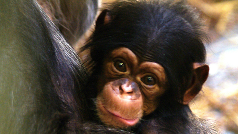 Man Adopts Baby Chimp