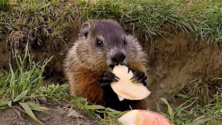 Baby groundhog enjoys apple slices until hungry seagull scares him