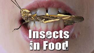 Disgusting – The 'Insects in Food' File