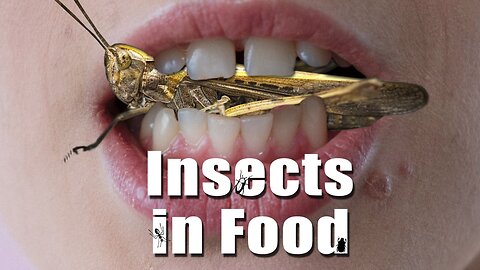 Disgusting – The 'Insects in Food' File