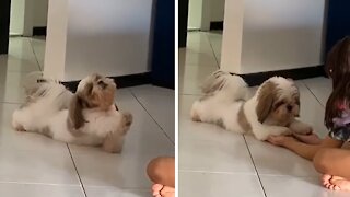 Lazy puppy adorably stretches out for owner