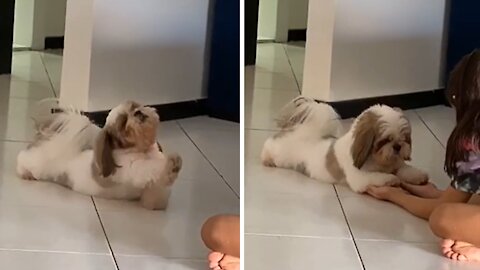 Lazy puppy adorably stretches out for owner