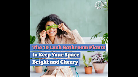 The 10 Lush Bathroom Plants to Keep Your Space Bright and Cheery