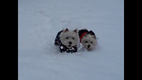 West Highland White Terrier in the snow