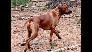 Rhodesian Ridgeback Dog Running In Pine Forest