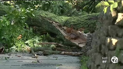 Grosse Pointe residents deal with tree damage, power outages after Wednesday's storm