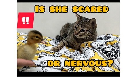Tida's jealousy of the duckling