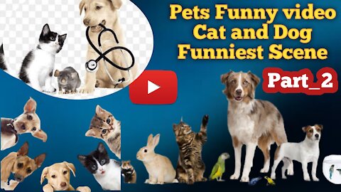 Funny video Cats