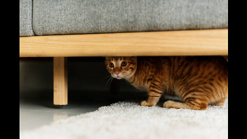 Cat play Hide and seek