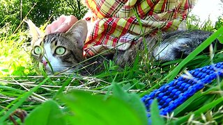 The Cat Sits in the Grass