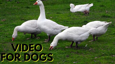 Goose Sounds For Dogs | Goose Noises Video By Kingdom Of Awais