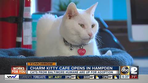 Charm Kitty Cage Opening in Hampden on Saturday