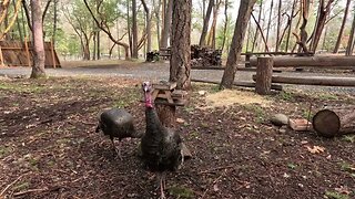 Couple Of Turkeys Came By Today 3/12/23