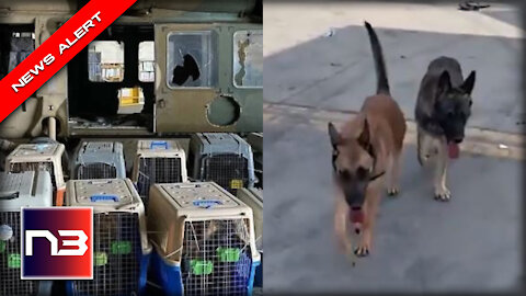 This Video is PROOF POSITIVE that Pentagon LIED about Abandoning Dogs at Airport