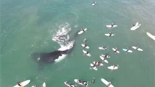 Drone captures massive whale and calf swimming with surfers