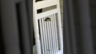 ARACHNOPHOBIA - Spinybacked Orbweaver SPIDER makes a run at camera in Georgia