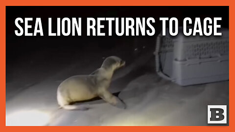 Nope! Rescued Sea Lion Refuses to Go into Ocean Water