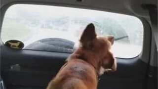 Cachorro tenta capturar limpa para-brisas