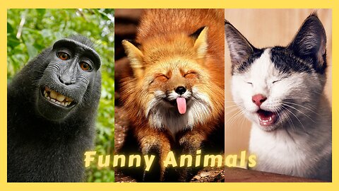 Funny Animals || New Videos Funniest Cats and Dogs 😺🐶 Part 5