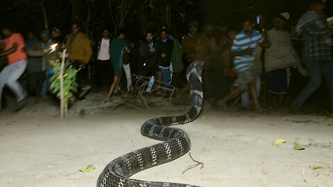 Huge King Cobra rescued in Indian Village