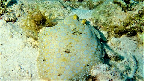 Bizarre peacock flounder is the ocean's master of disguise