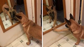 Frustrated Pup Really Wants To Make Contact With His Reflection