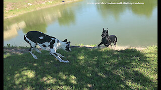 Playful Great Danes Love to Pounce and Bounce Together