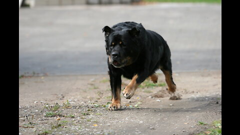 Self Defense Against Dog Attacks