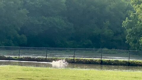 Dog Park FAIL!!! Flooded Dog Park means one Wet Muddy Dog!