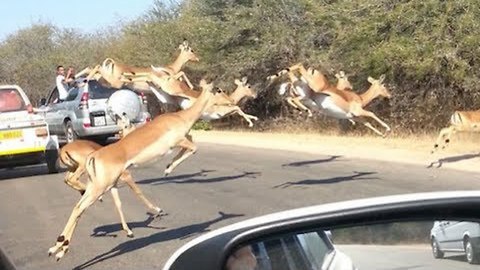 Cheetahs Chase Impala Antelope Into Tourist's Car On Safari