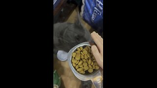 Wednesday whiskers with SPH: feeding Kevin the Kakes of Eatittoo. #funny #funnyvideos l
