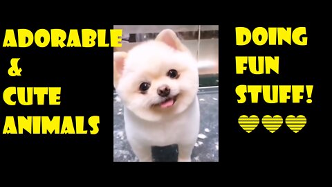 Adorable & Cute Animals Doing Fun Stuff | We Love Cute Pet Animals