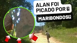 alan tomou uma ferrada de maribondos & ficou desanimado😂😂😂😂❣️ esse vlogs foi uma *resenha*😂😂😂💔