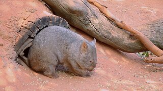 Wombat Scratch Funny Itchy Cute Australian Animals Caversham Wildlife Park