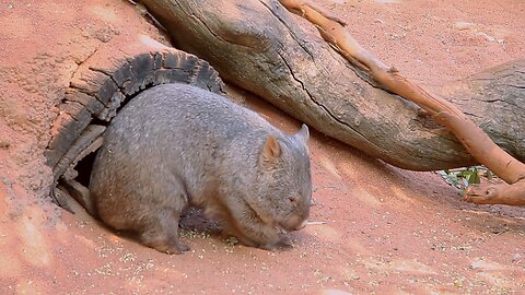 Wombat Scratch Funny Itchy Cute Australian Animals Caversham Wildlife Park