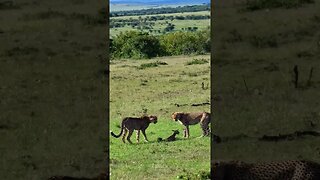 Cheetahs Learning... #shorts | #ShortsAfrica