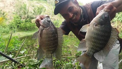 prepare a lot of bait when fishing here, fishing for tilapia ponds