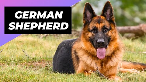 German Shepherd 🐶 What To Expect As A New Owner