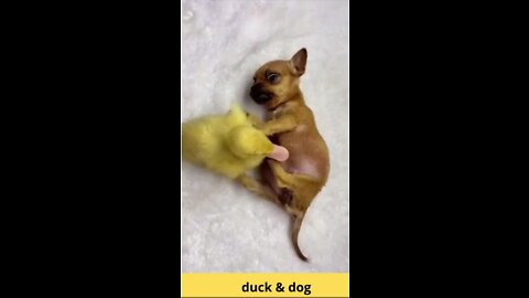 Cute Animal video. So cute dog and duck.