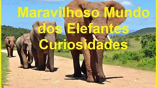 DOCUMENTARIO: Desvendando os Mistérios: Curiosidades Fascinantes sobre Elefantes 🐘