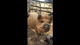 Kune Kune baby pig needs a name.