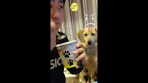 Dog tries to steal owners icecream,,,,,,Angryyyyyyyyyyy