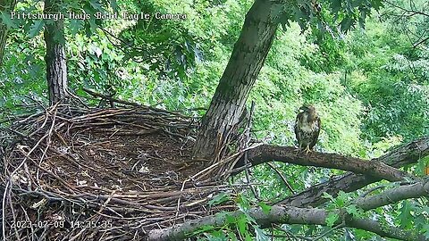 Hays Eagles Nest Red Tailed Hawk Juvenile visitor flies off the nest branch 7.9.23 14:35