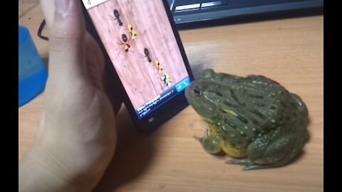 Bull Frog Trying to Eat Ants on Mobile