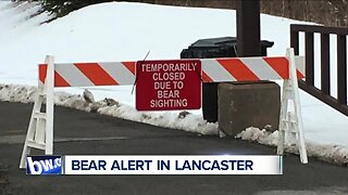 Bear alert in Lancaster